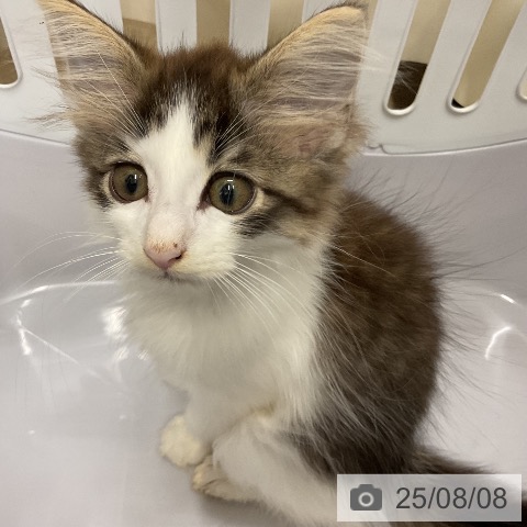 ノルウェージャンフォレストキャットの写真
