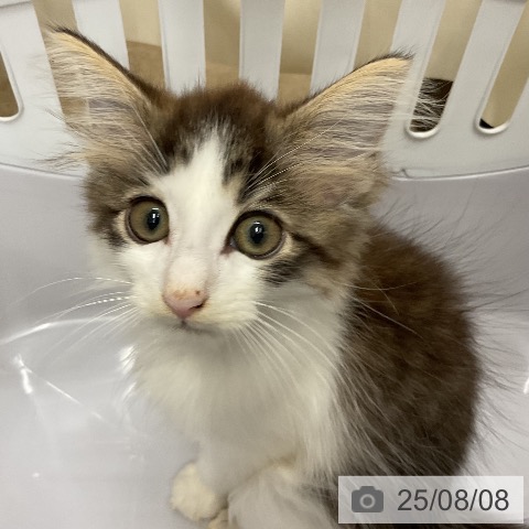 ノルウェージャンフォレストキャットの写真