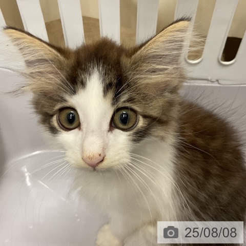 ノルウェージャンフォレストキャットの写真