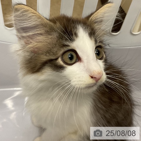 ノルウェージャンフォレストキャットの写真
