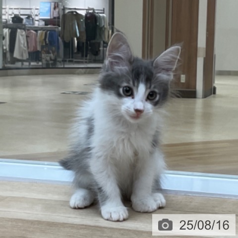 サイベリアンの写真