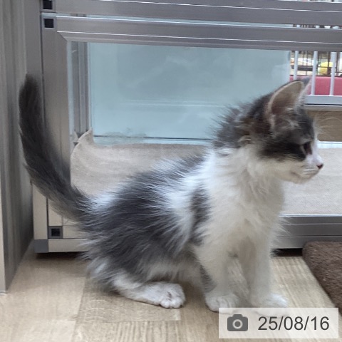 サイベリアンの写真