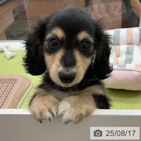 ミニチュア・ダックスフンドの写真