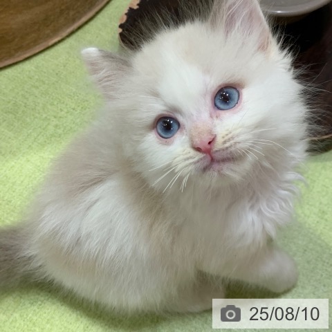 ラグドールの写真