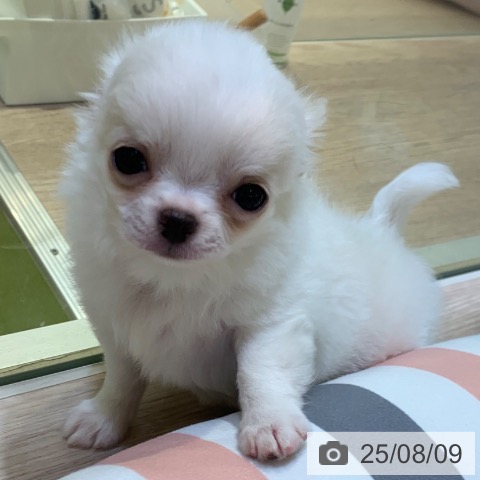 チワワの写真