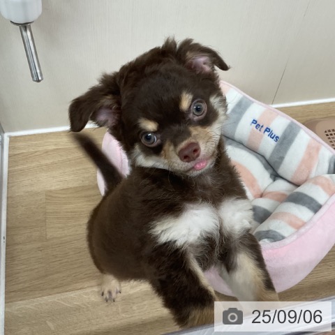 チワワの写真