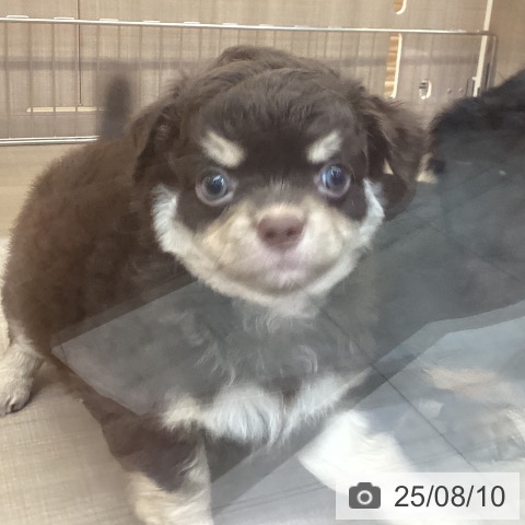 チワワの写真