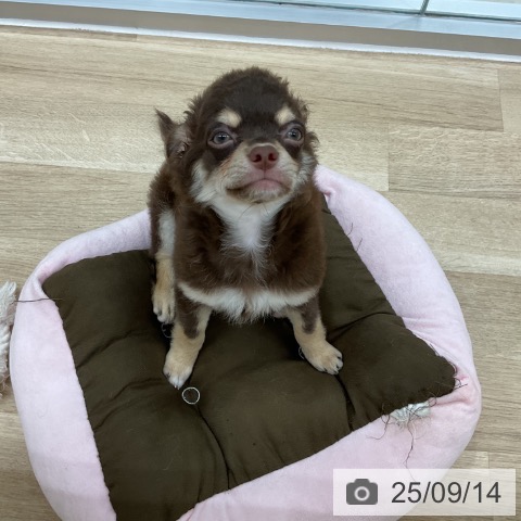 チワワの写真