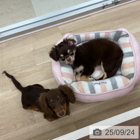 チワワの写真