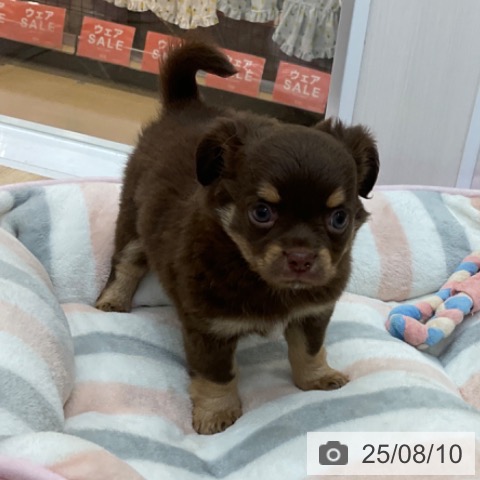 チワワの写真