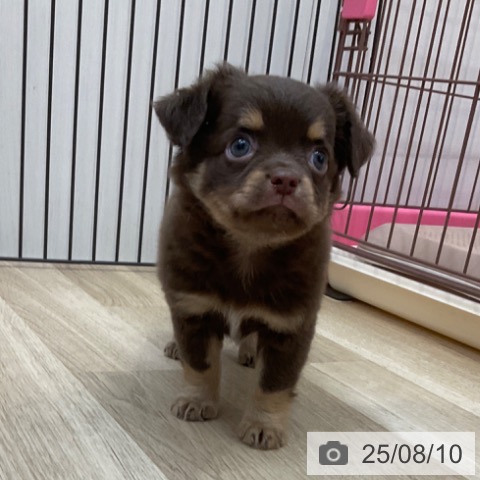チワワの写真