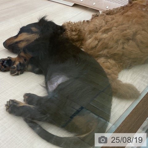ミニチュア・ダックスフンドの写真