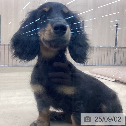 ミニチュア・ダックスフンドの写真