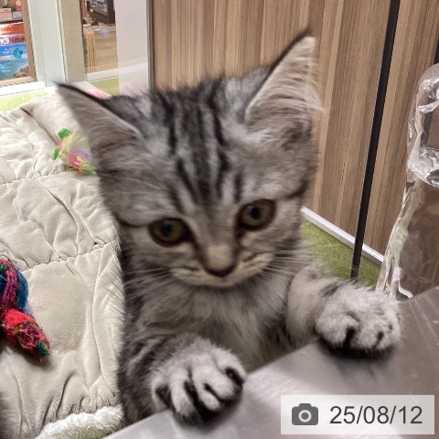 マンチカンの写真