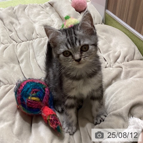 マンチカンの写真
