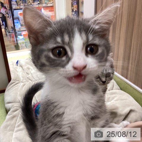 マンチカンの写真