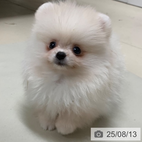 ポメラニアンの写真