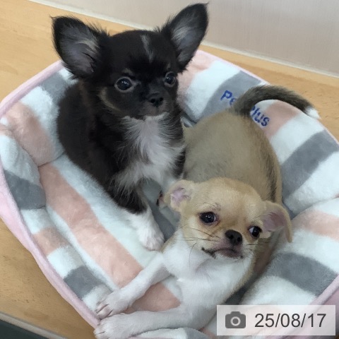 チワワの写真