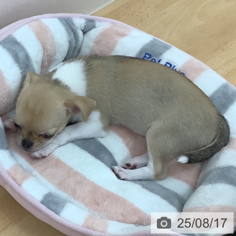 チワワの写真