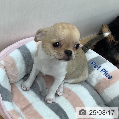 チワワの写真