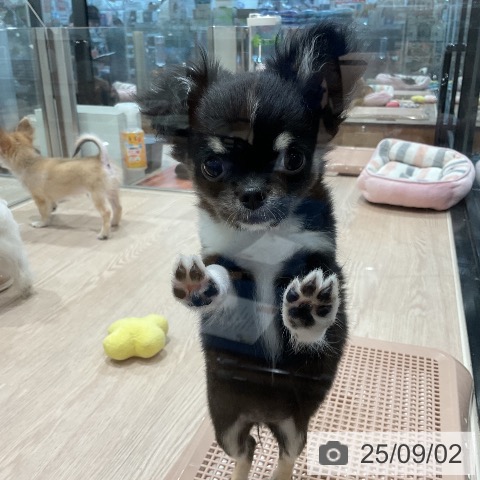 チワワの写真