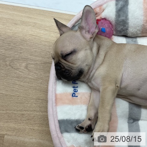 フレンチ・ブルドッグの写真