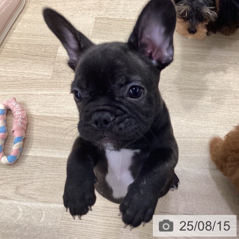 フレンチ・ブルドッグの写真