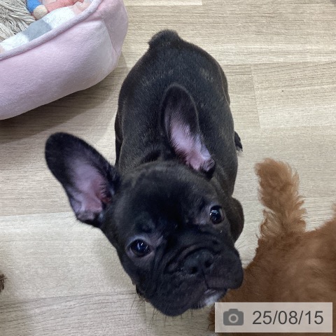 フレンチ・ブルドッグの写真