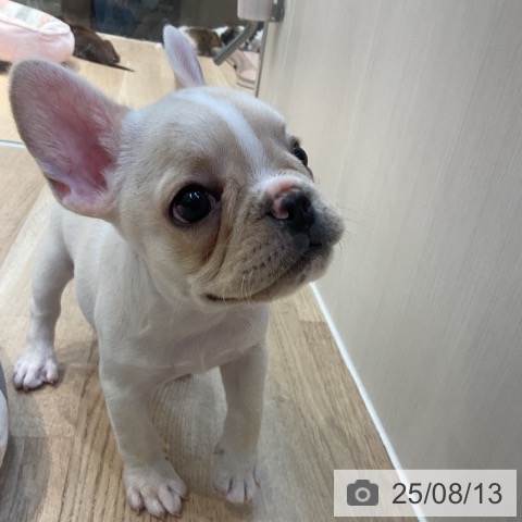 フレンチ・ブルドッグの写真