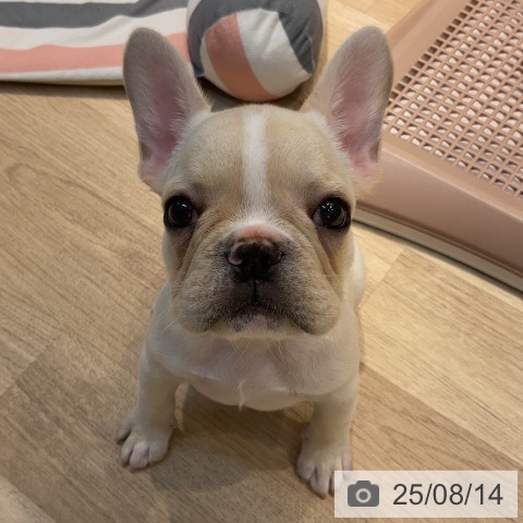 フレンチ・ブルドッグの写真