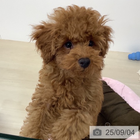 トイ・プードルの写真