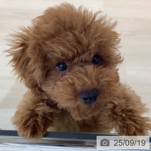 トイ・プードルの写真