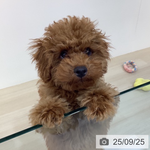 トイ・プードルの写真