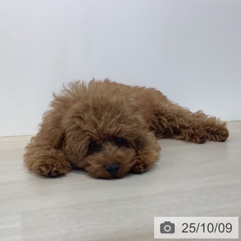 トイ・プードルの写真