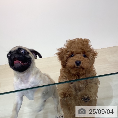 トイ・プードルの写真