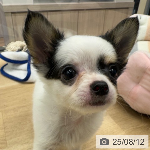 チワワの写真