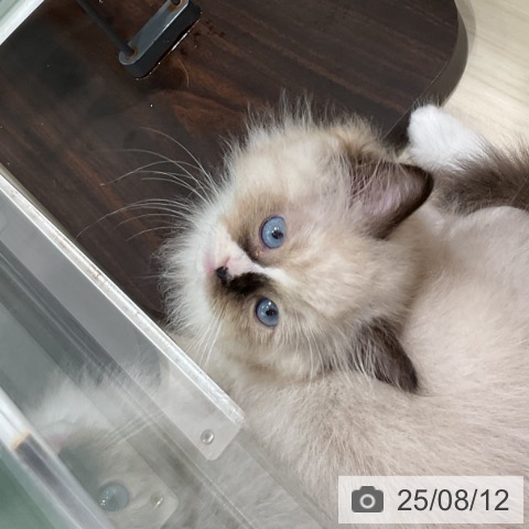 ラグドールの写真