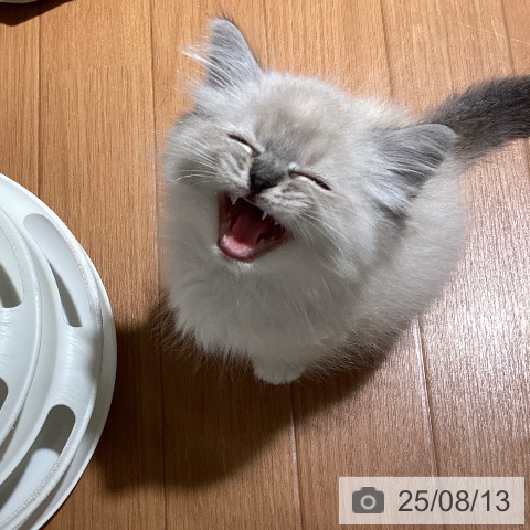 ラグドールの写真
