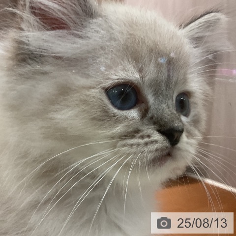 ラグドールの写真