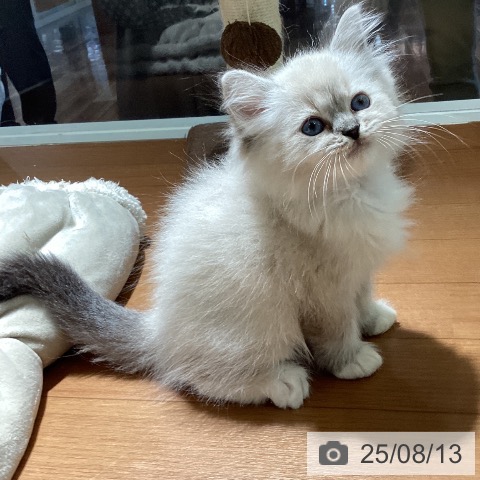 ラグドールの写真