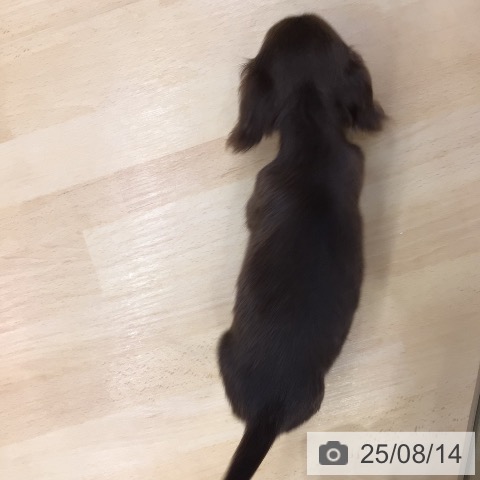 ミニチュア・ダックスフンドの写真