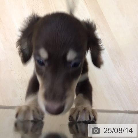 ミニチュア・ダックスフンドの写真