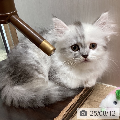 ミヌエットの写真