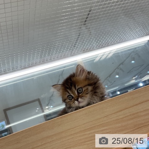 ミヌエットの写真