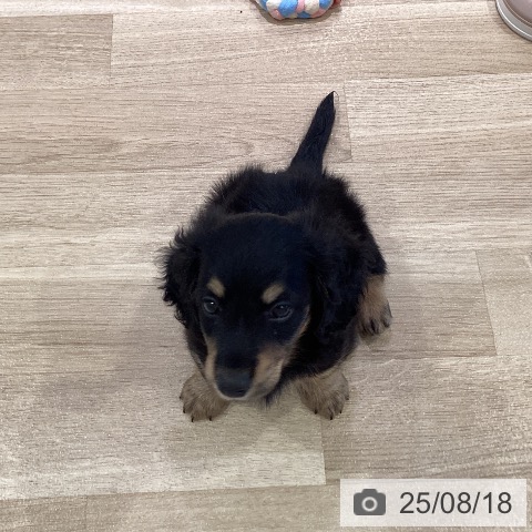 ミニチュア・ダックスフンドの写真