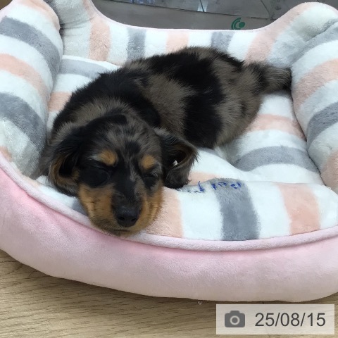 ミニチュア・ダックスフンドの写真