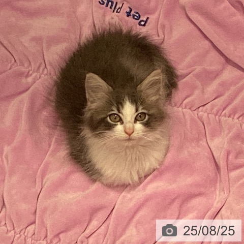 ノルウェージャンフォレストキャットの写真