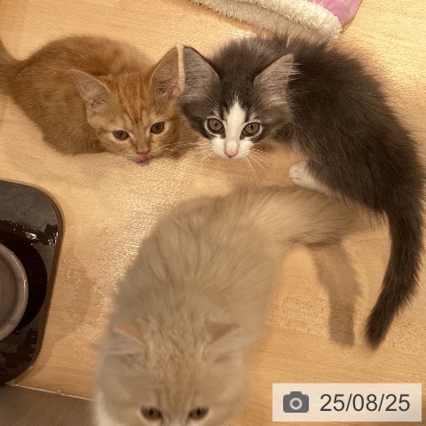 ノルウェージャンフォレストキャットの写真