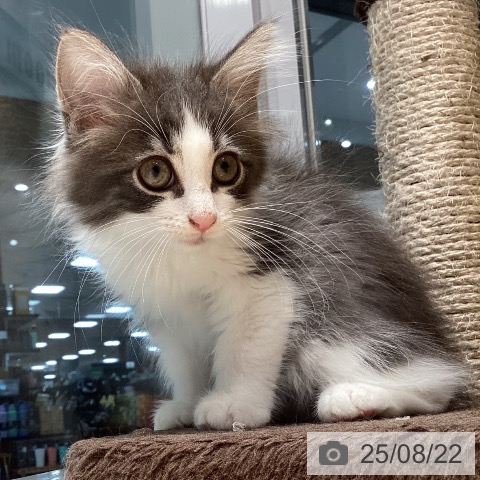 ノルウェージャンフォレストキャットの写真