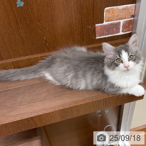 ノルウェージャンフォレストキャットの写真